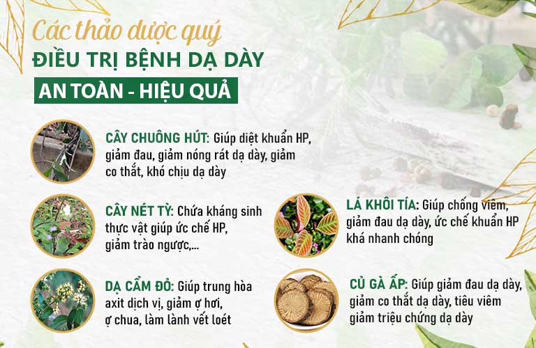 Công dụng của các biệt dược quý trong bài thuốc